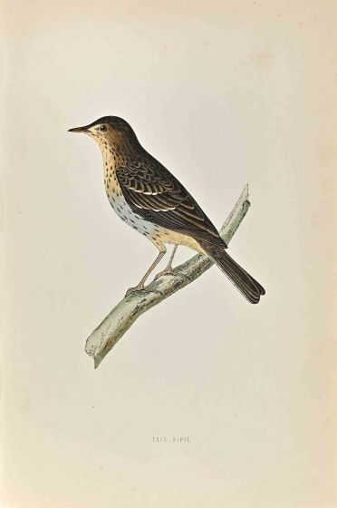 Tree Pipit