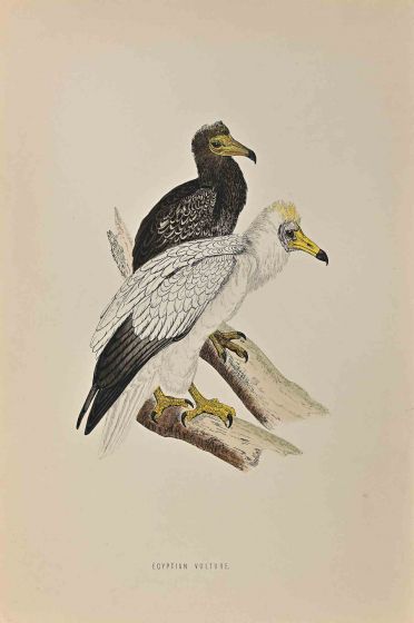 Egyptian Vulture