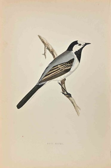 White Wagtail 