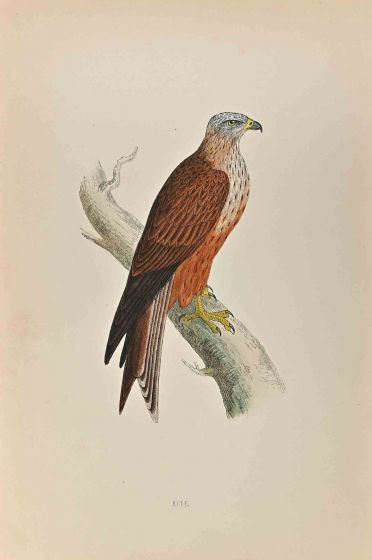 Kite