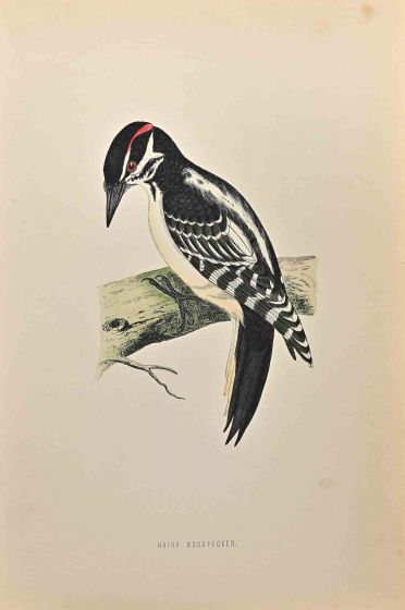Hairy Woodpecker