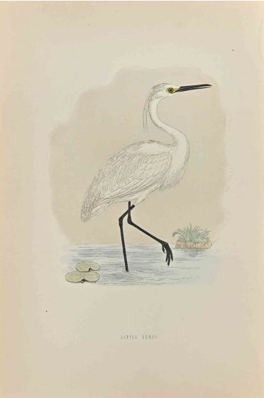Little Egret