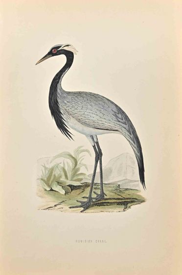 Numidian Crane