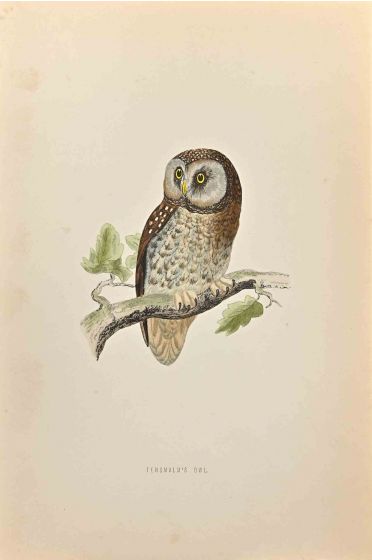 Tengmalm's Owl