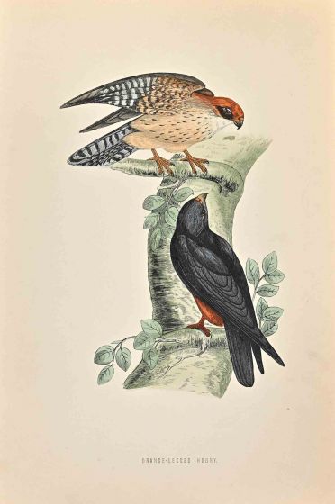 Orange-legged Hobby