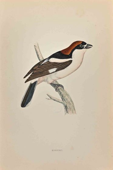 Woodchat