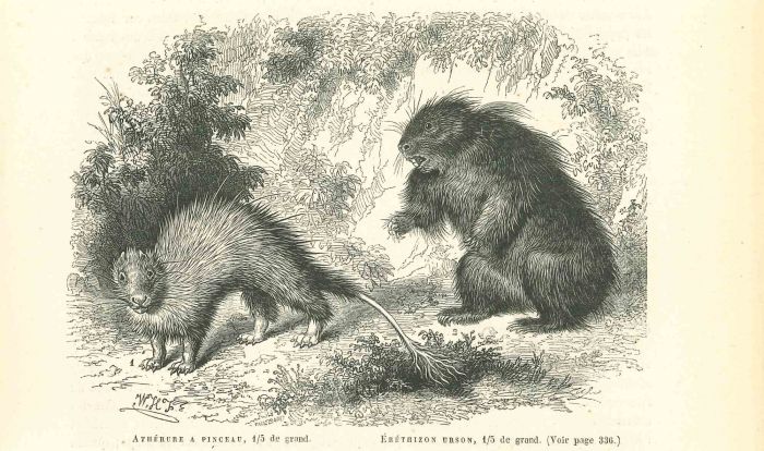 Brush-tailed Porcupine