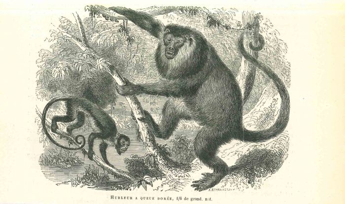 The Monkeys