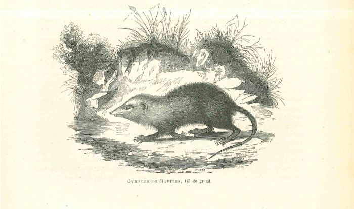 The Rat