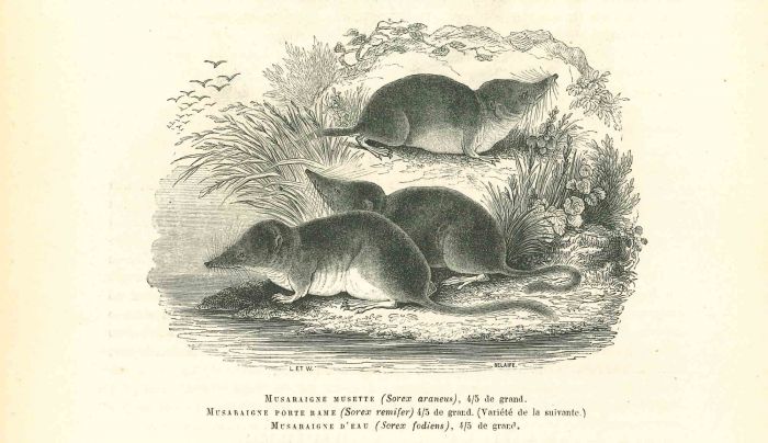 Musaraigne