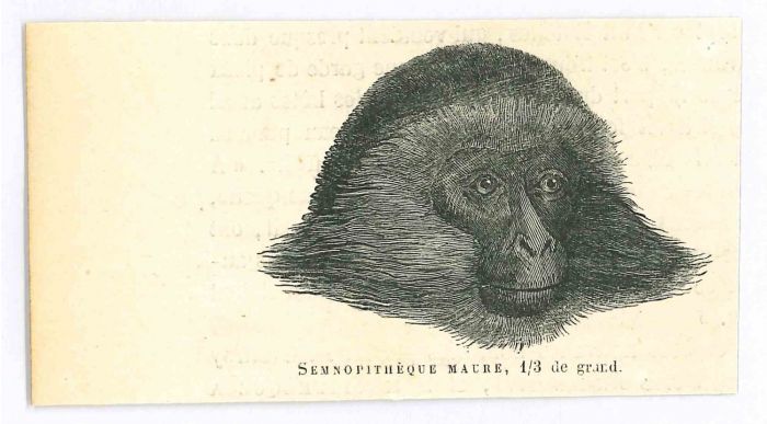 The Monkey