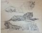 Tiger at rest by Lorenz Wilhelm
