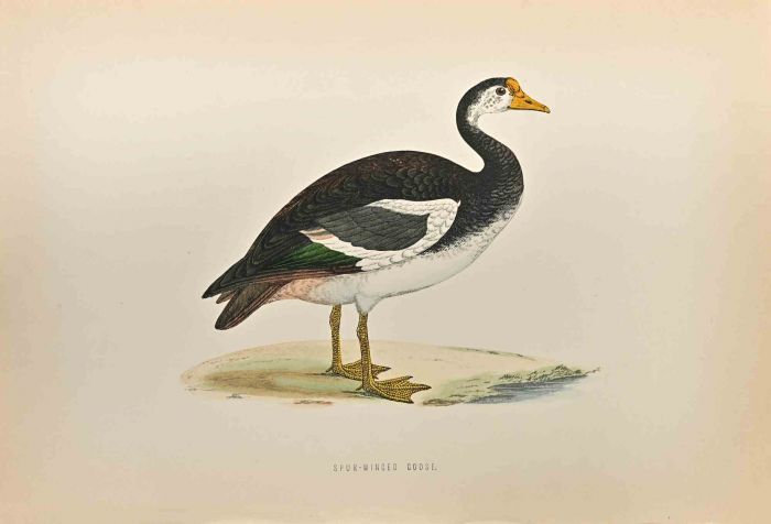 Spur-Winged Goose