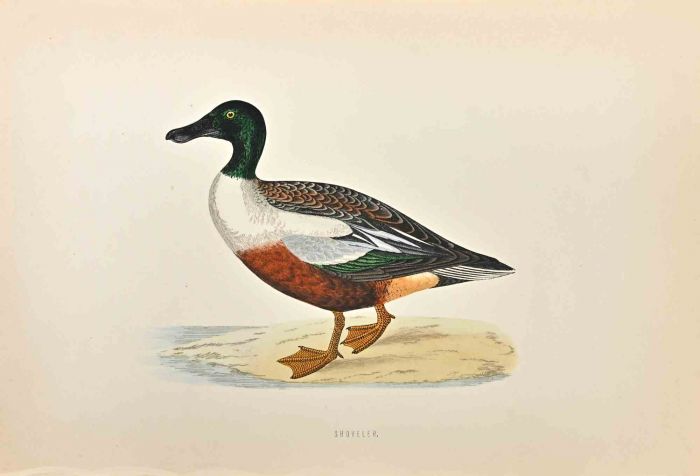 Shoveler