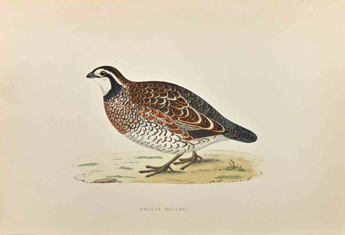 Virginian Partridge