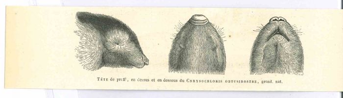 The Rat