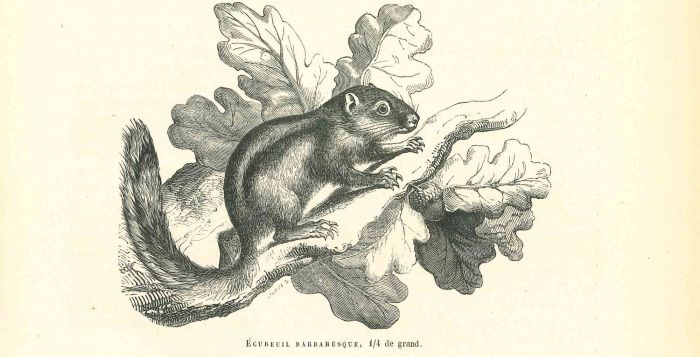 The Squirrel