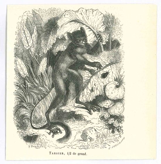 Tarsier