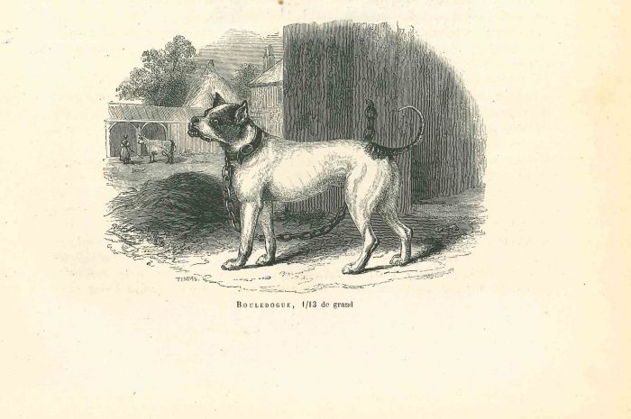 The Bulldog
