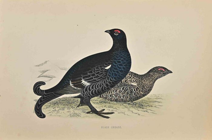 Black Grouse