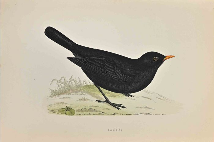 Blackbird