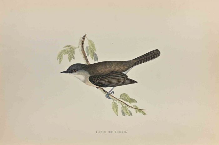 Lesser Whitethroat