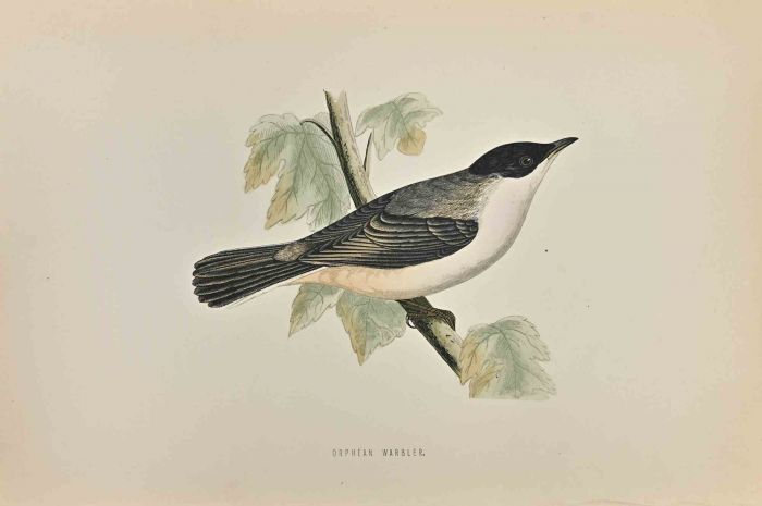 Orphean Warbler