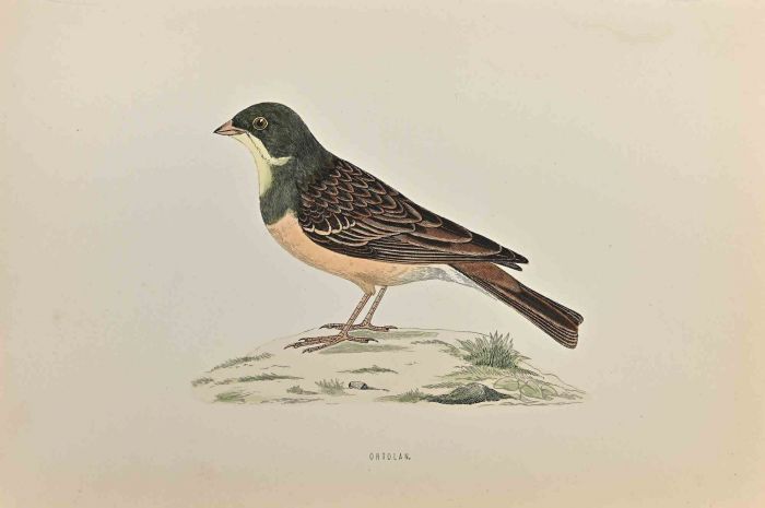 Ortolan