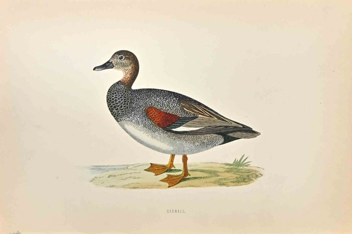 Gadwall