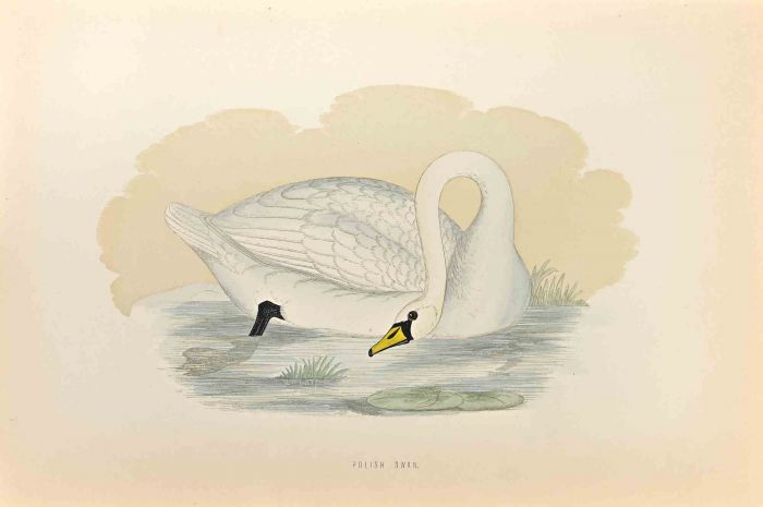 Polish Swan