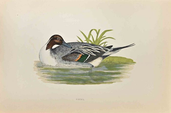 Pintail