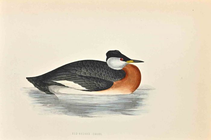 Red-Necked Grebe