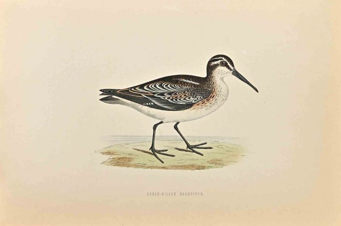 Broad-Billed Sandpiper