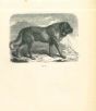 The Dog