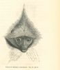 The Monkey