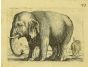 The Elephant by Antonio Tempesta - Artwork 