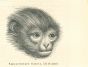The Monkey