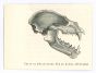 The Skull