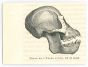The Skull 