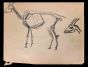The Goat Skeleton