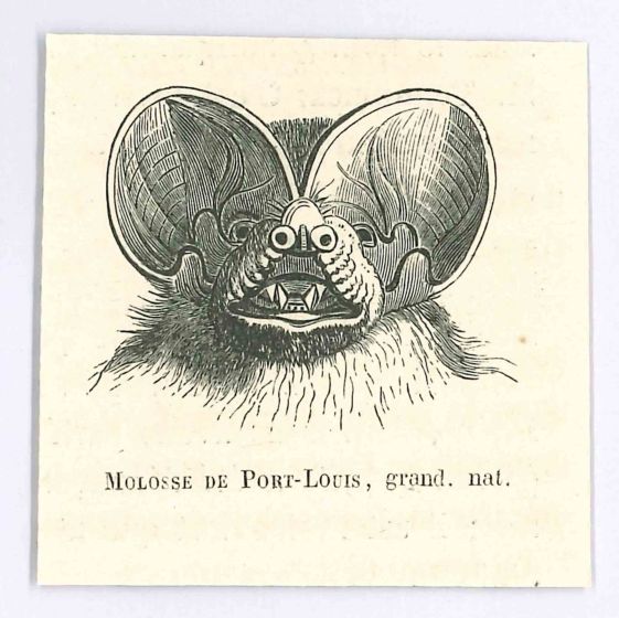 Molosse