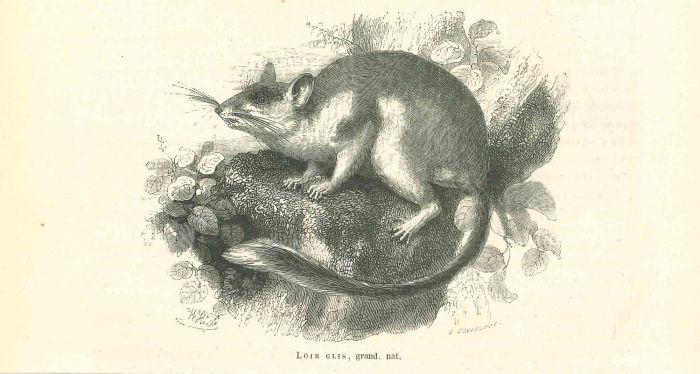 The Mouse