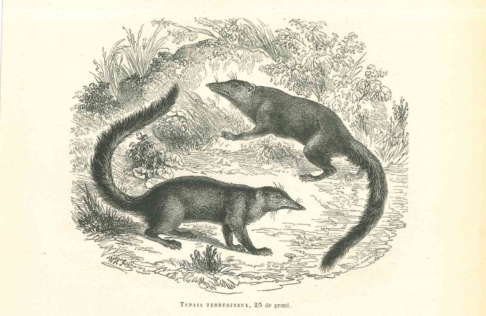 Tupaia Ferrugineux