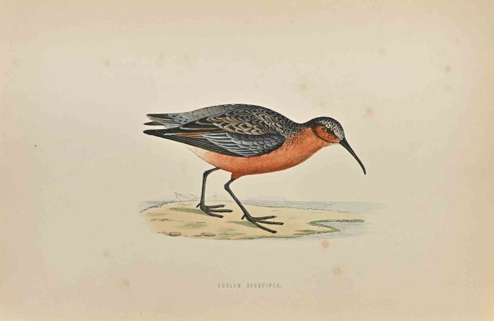 Curlew Sandpiper