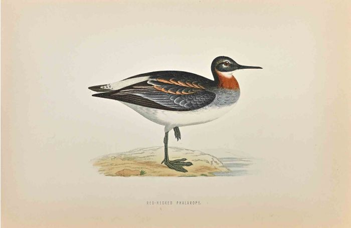 Red-Necked Phalarope