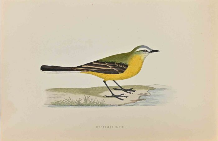 Grey-Headed Wagtail