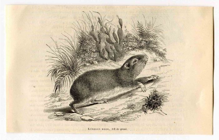 Kerodon