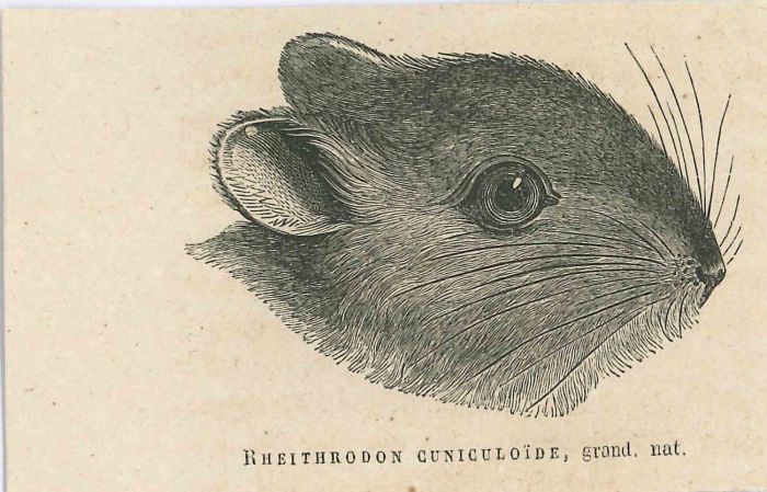 The Rat