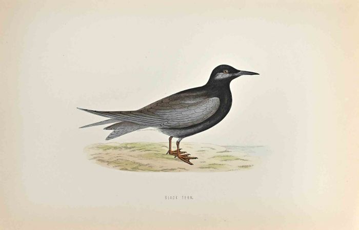 Black Tern
