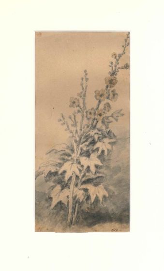 Jan Peeter Verdussen, Flora Study. 